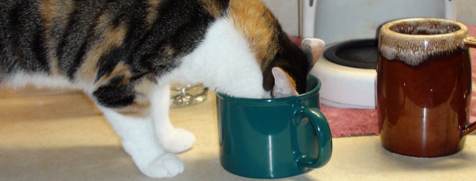 Don’t Deny It, You Know You Like Caffeine